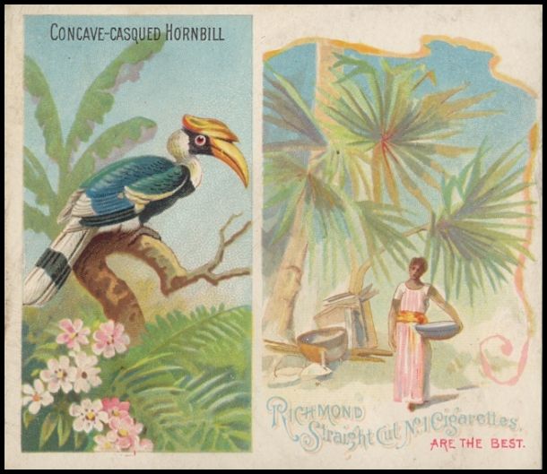 9 Concave-Casqued Hornbill